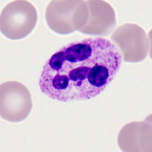 neutrophil